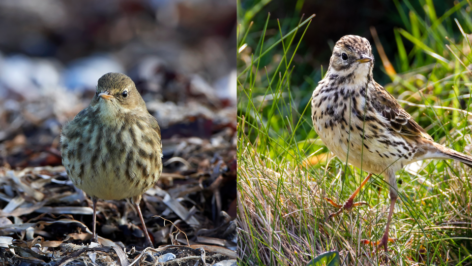 Rock & Meadow Pipit Bib