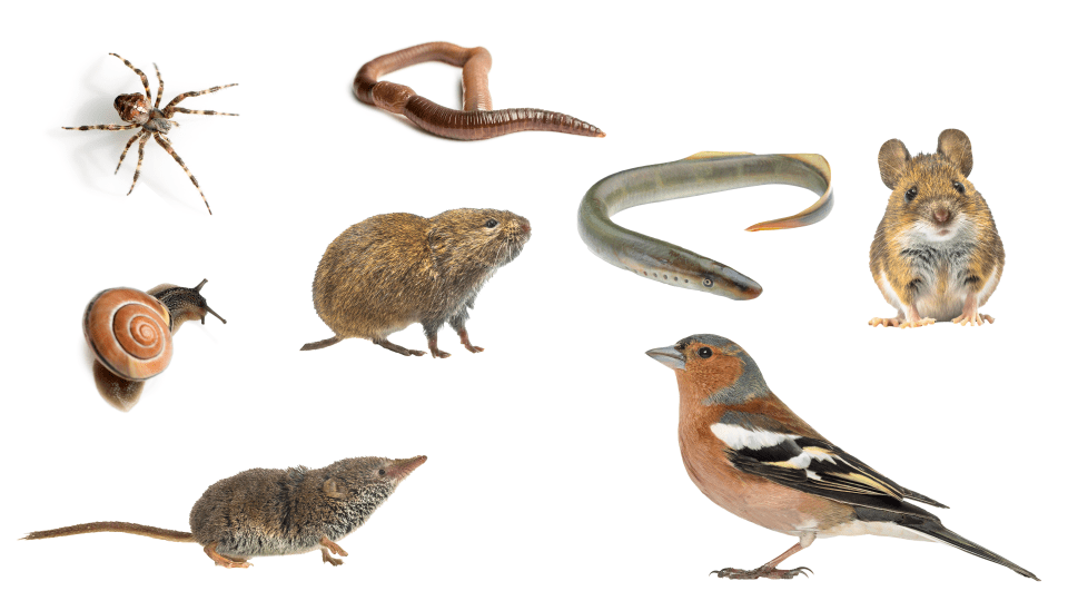 List Of Prey