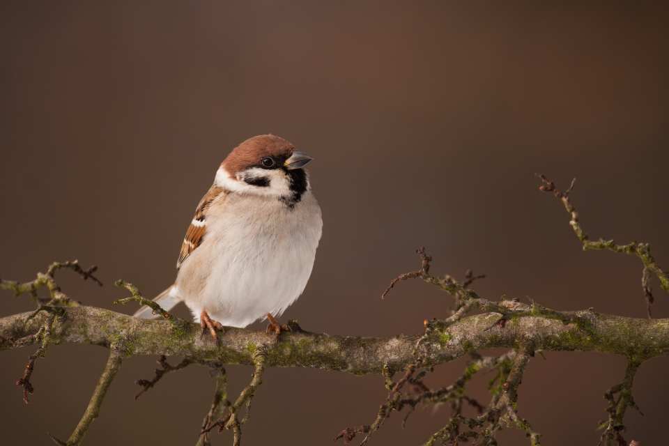 Tree Sparrow