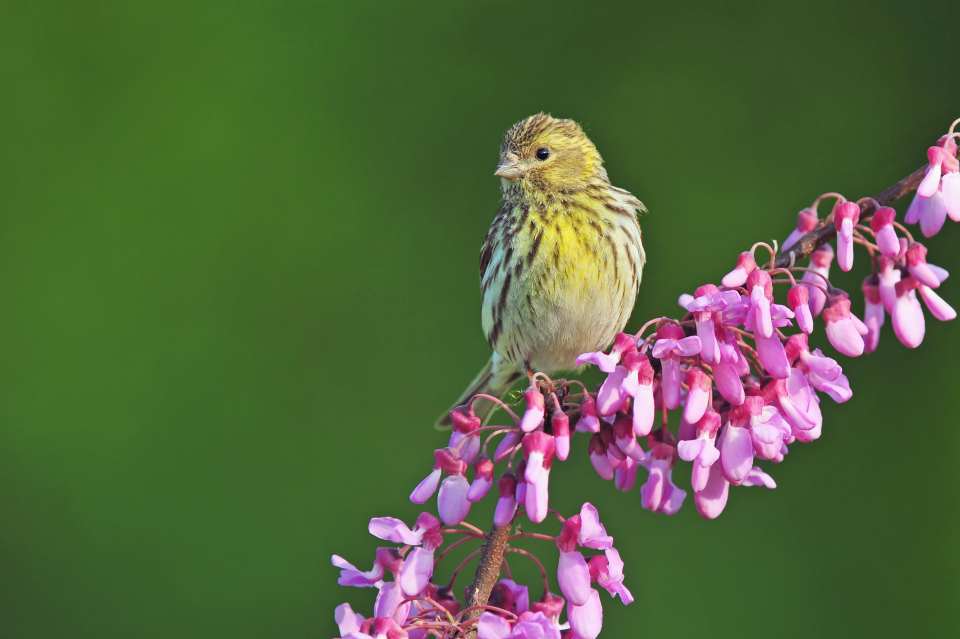 Female European Serin