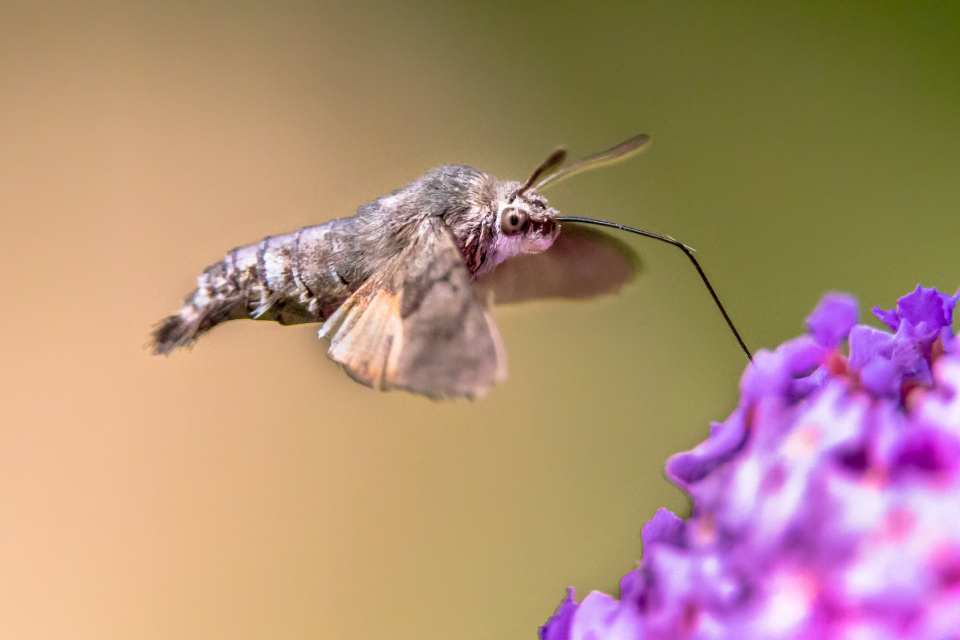 Noctuid Moth