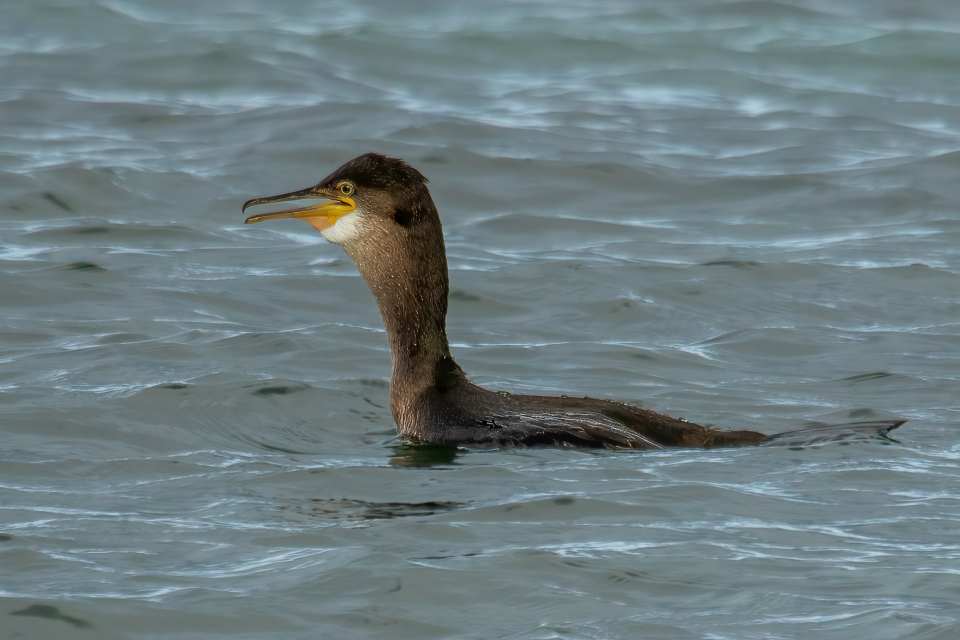 Shag Fishing in Coastal Environment