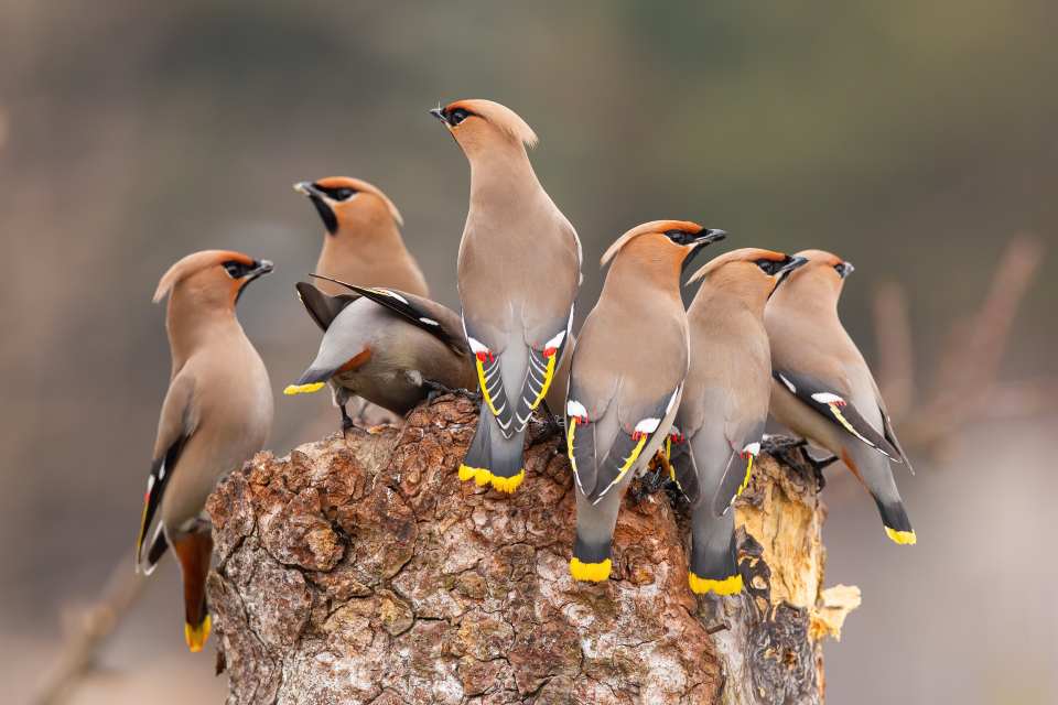 Bohemian waxwing