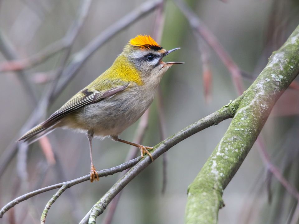 A Firecrest perched on a tree branch