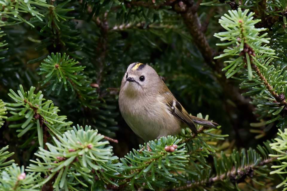 Goldcrest sitting on a branch in its natural habitat