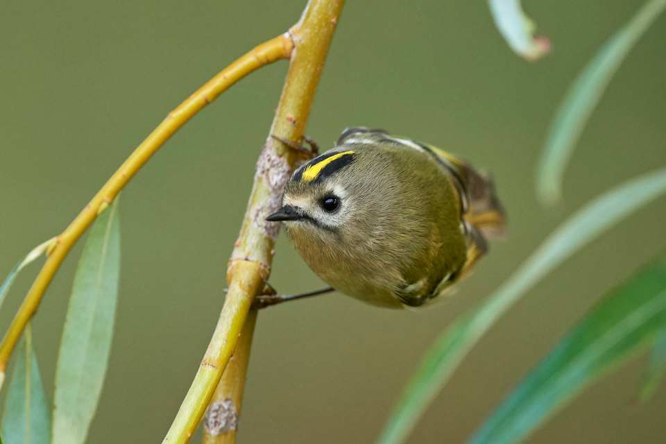 Goldcrest in its natural habitat
