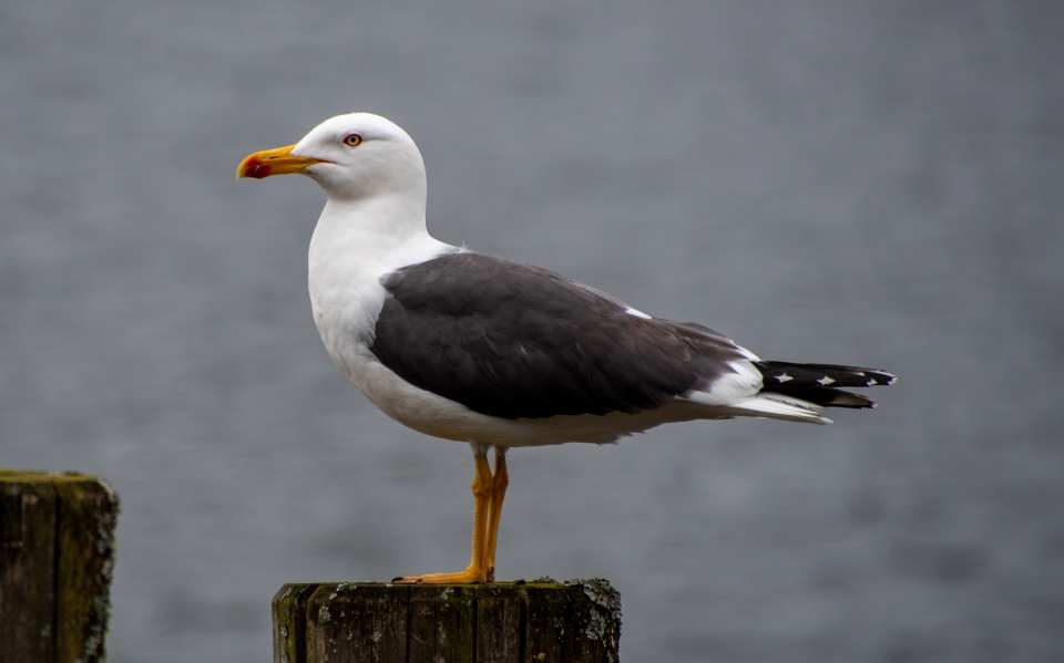 Lesser Black-Backed Gull (Larus fuscus) - Adult in breeding plumage