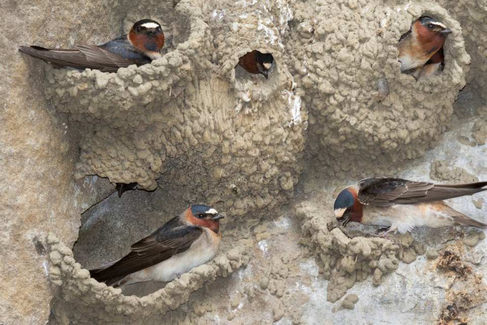 Cliff Swallow