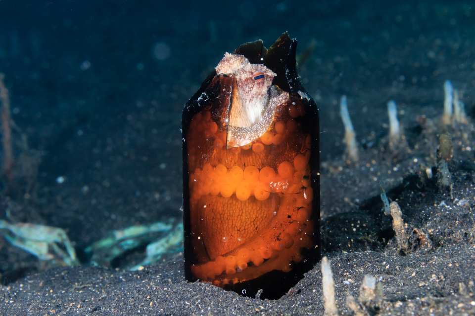 Coconut Octopus in bottle