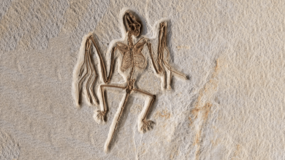 Onychonycteris Prę-Bat