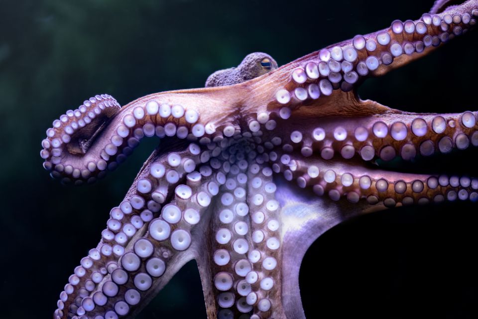 Closeup of Octopus