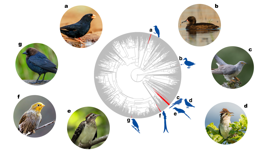 Brood Parasites in 5 clades