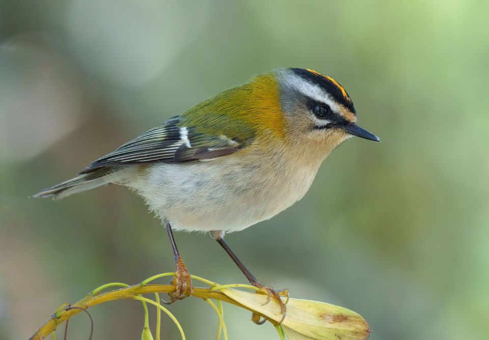 Common firecrest (Regulus ignicapilla)