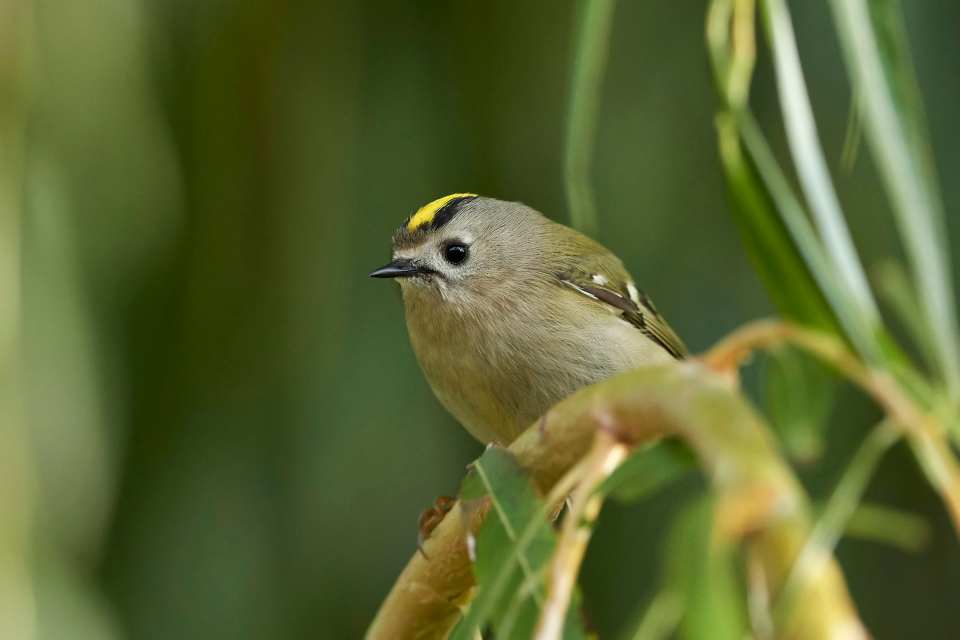 Goldcrest (Regulus regulus)