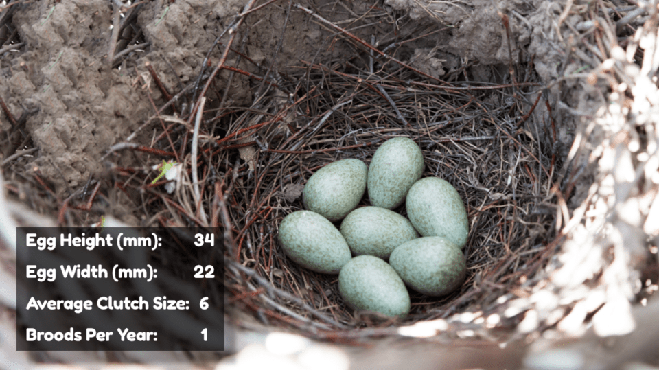 Eurasian Magpie Eggs
