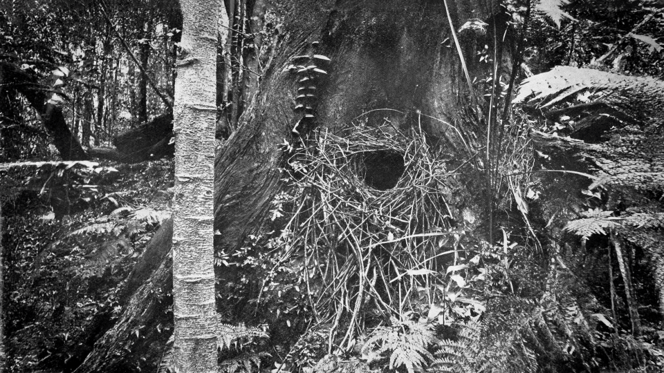 Lyrebird nest