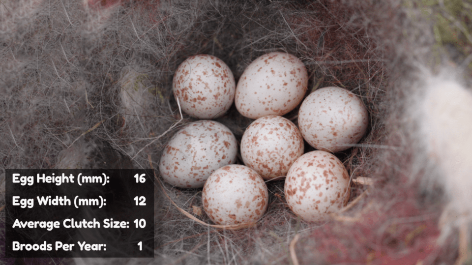Eurasian Blue Tit Eggs
