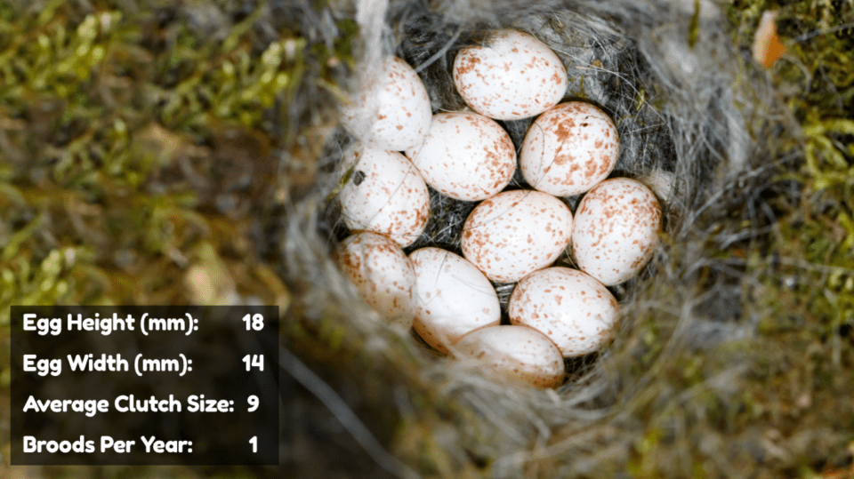 Great Tit Eggs