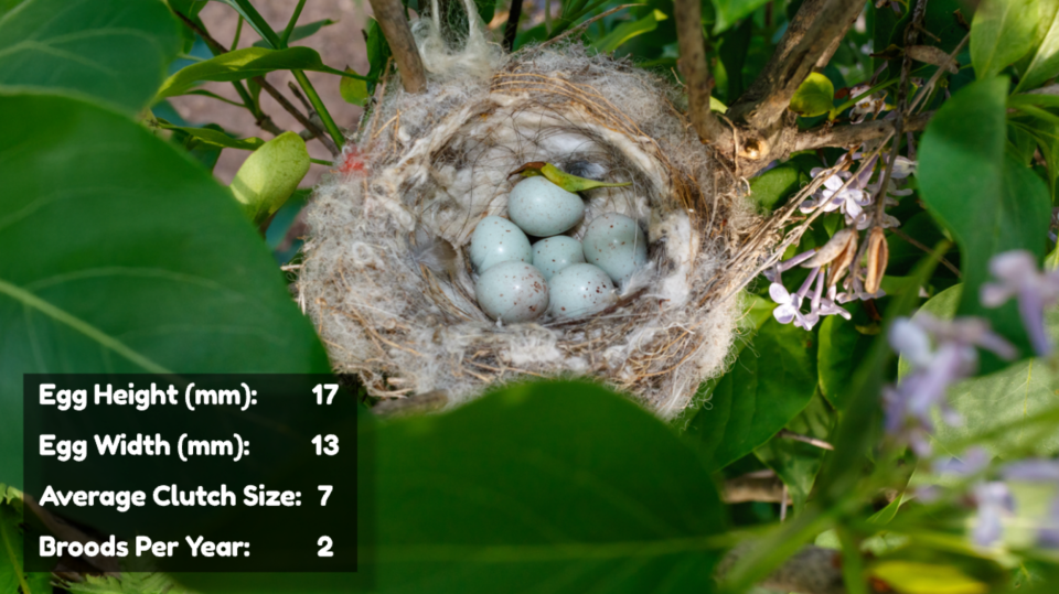 Goldfinch Eggs