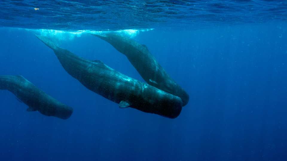 Sperm Whale Clan