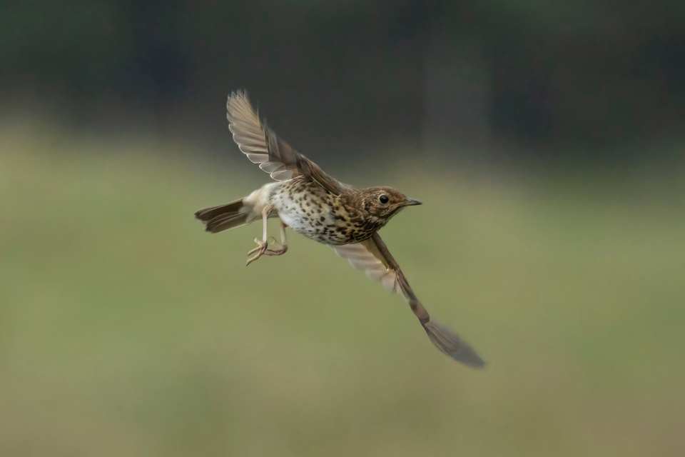 Song Thrush