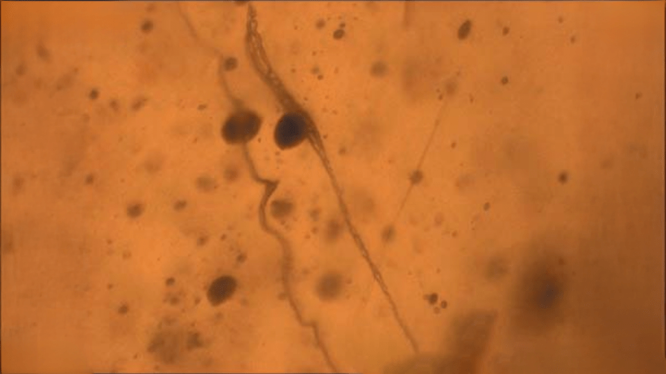 Oldest Know Fossilized Silk Circa 140ma