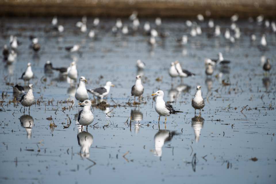 The family Laridae includes gulls, terns, and skimmers