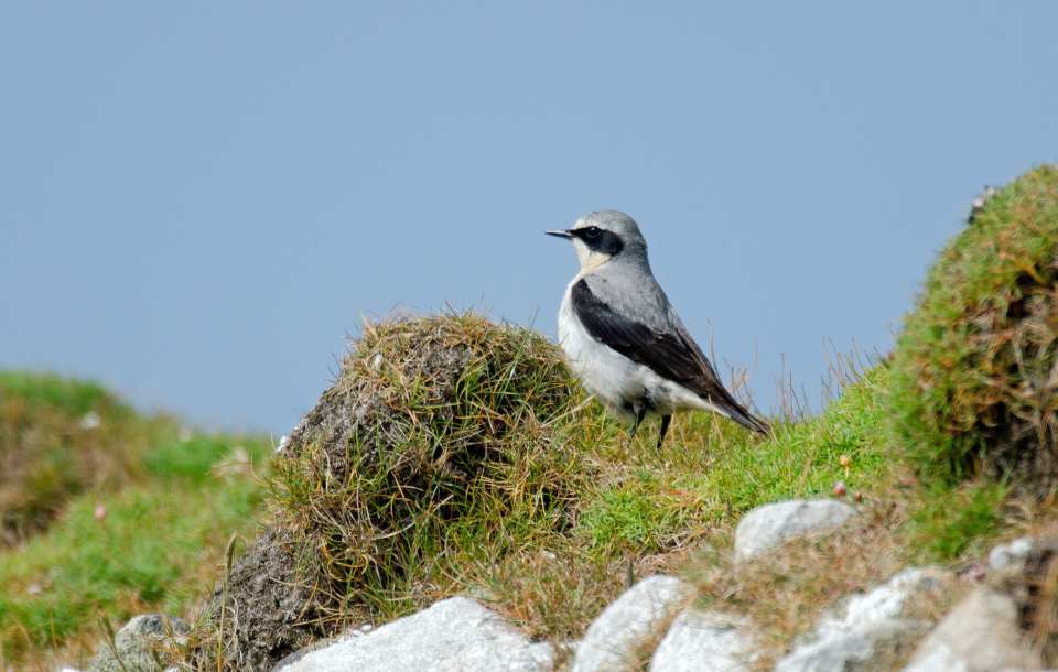 Northern Wheatear