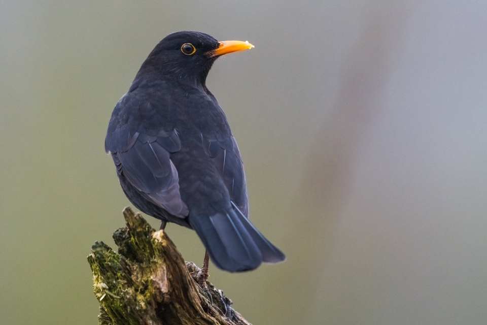 Eurasian Blackbird