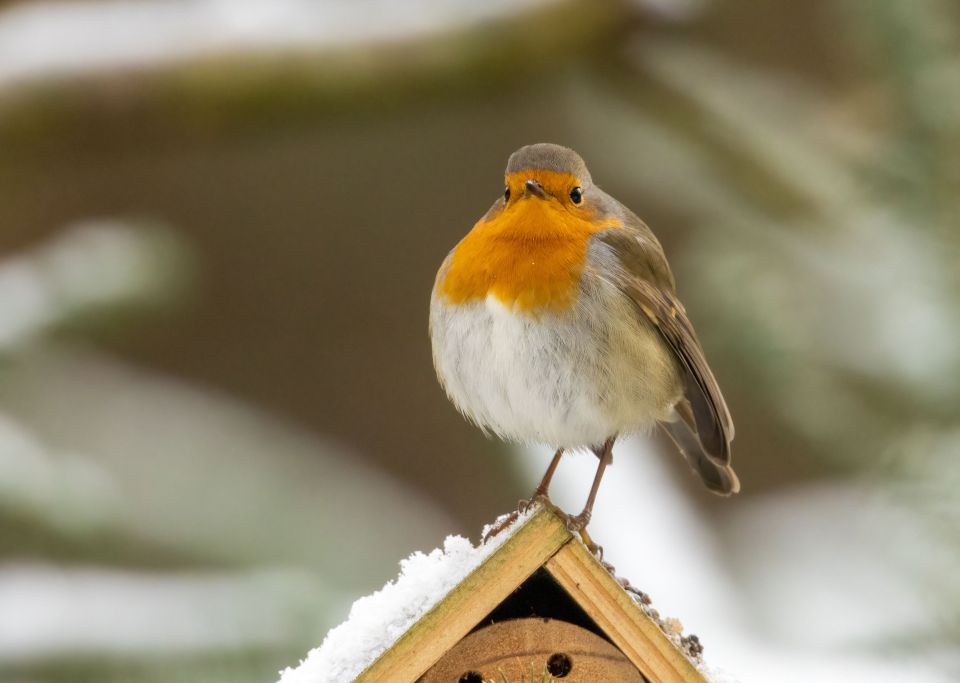 How Birds Survive The Freeze