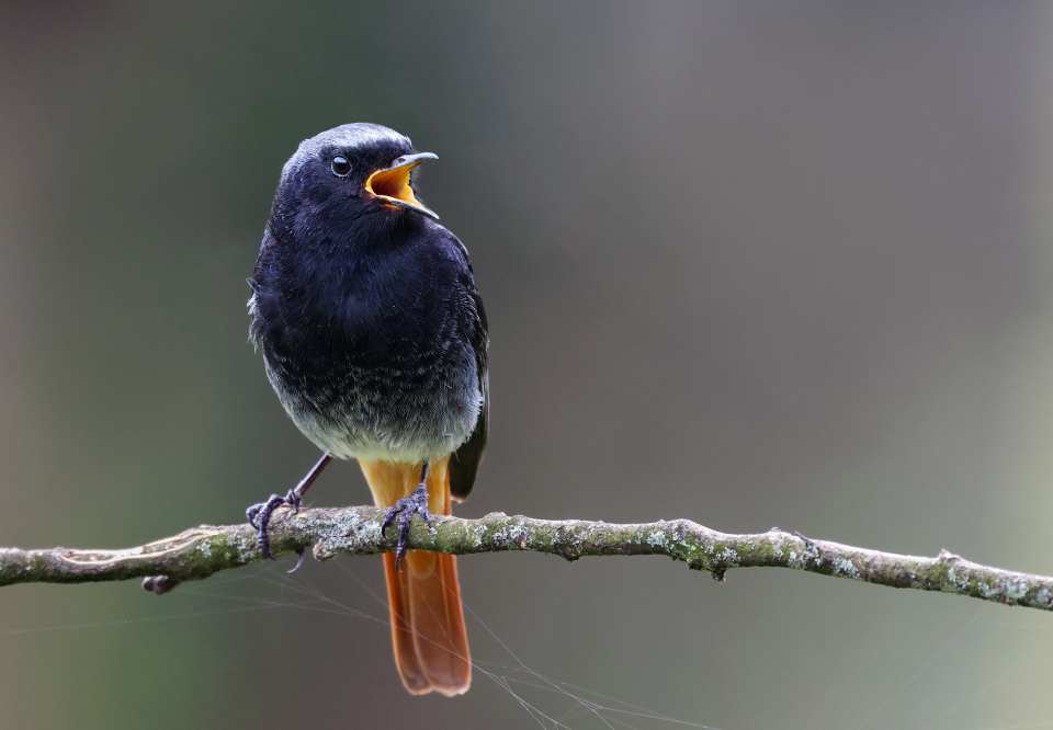 Male Black Redstart (Phoenicurus ochruros)