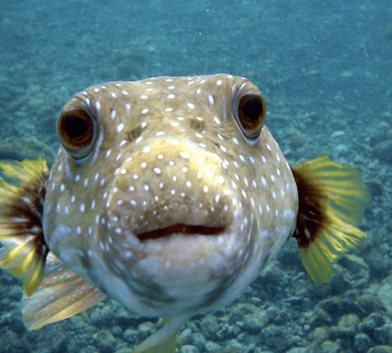 Mishpatim – Renewed Covenant