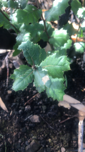 iNaturalist observation photo of interior live oak