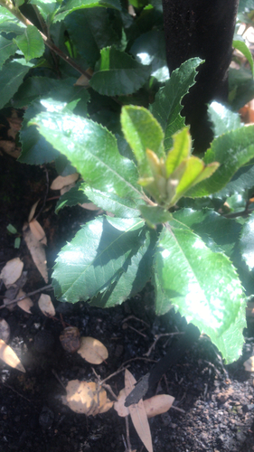 iNaturalist observation photo of Toyon