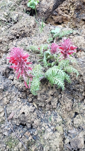 iNaturalist observation photo of Warrior's Plume