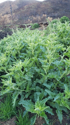 iNaturalist observation photo of California Goosefoot