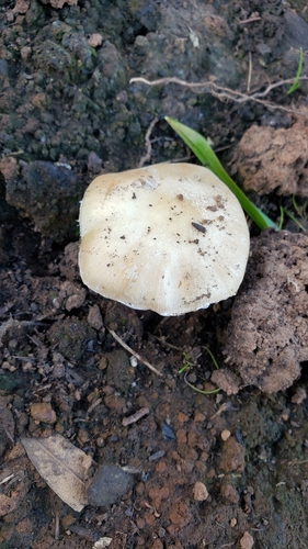 iNaturalist observation photo of Common Gilled Mushrooms and Allies