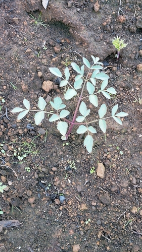 iNaturalist observation photo of angelicas