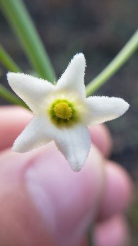 iNaturalist observation photo of taw man-root