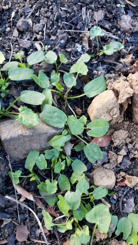 iNaturalist observation photo of false bindweeds