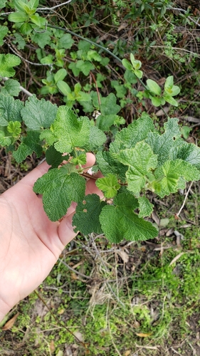 iNaturalist observation photo of Chaparral Currant