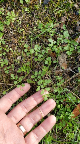 iNaturalist observation photo of Poison sanicle