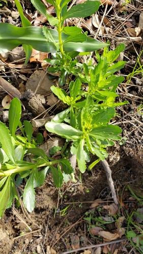 iNaturalist observation photo of Chaparral Coyote Brush