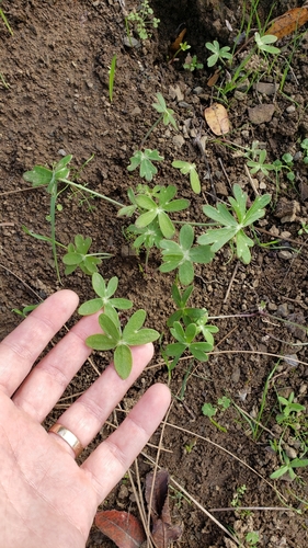 iNaturalist observation photo of Zigzag Larkspur