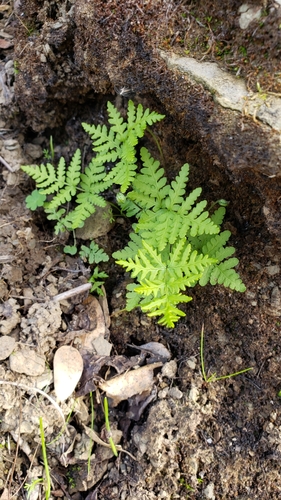 iNaturalist observation photo of goldback fern
