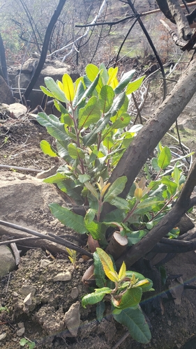 iNaturalist observation photo of Toyon