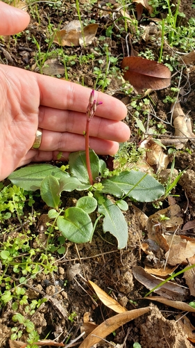 iNaturalist observation photo of Shooting Stars