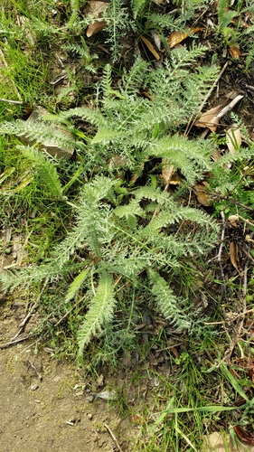 iNaturalist observation photo of common yarrow
