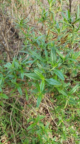 iNaturalist observation photo of orange bush monkeyflower