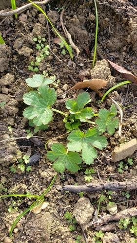 iNaturalist observation photo of Pacific Sanicle
